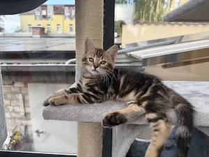 Babykatzen 