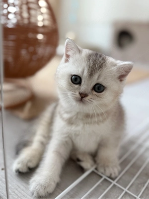 BKH Kitten Kater