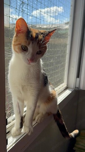 LARISA - eine junge Katzenseele, die endlich in Sicherheit leben möchte