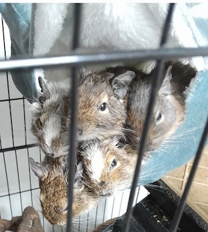 5 Degus suchen ein neues Zuhause 