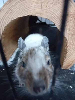 Degus suchen ein Zuhause 