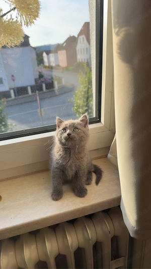 BKH ketten junge 