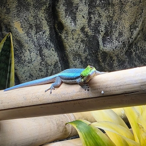 Suche 0.2 Phelsuma Klemmeri Weibchen 