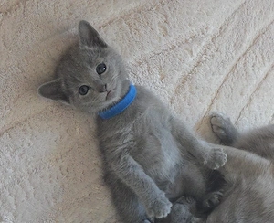 Russich Blau Kitten