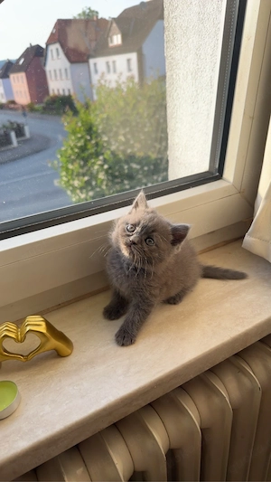 BKH ketten Mädchen zwei Monate