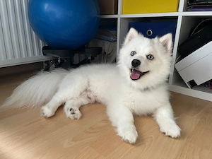 Pomsky F3 Rüde Junghund (Husky Pomeranian Zwergspitz)
