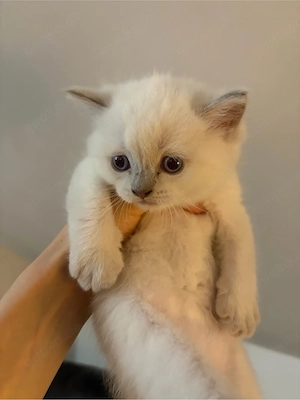 bkh Kater sucht ein Zuhause