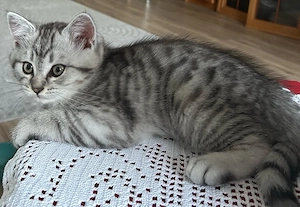 Britisch Kurzhaar Katze 