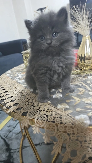 Wunderschöne Norwegische Waldkatzen Kitten abzugeben Bild 2
