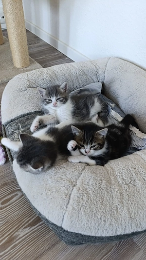 Kitten BKH x Maincoon
