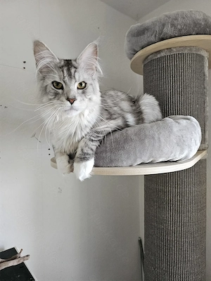 2 Kater suchen neues Zuhausen 