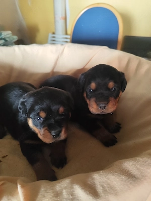 Rottweiler Welpen 