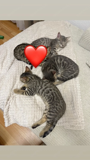 Katzenbabys Bengal x BKH