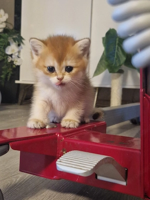 Reinrassige BKH kitten  