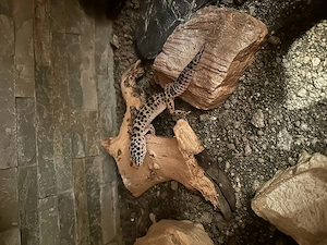 2 Leopardgeckos (Weibchen, ca. 8 Monate) 