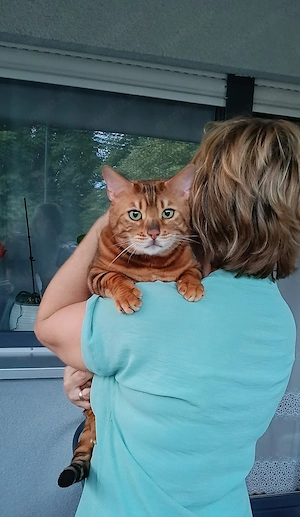 Wunderschöner Bengal Kater mit Stammbaum .