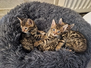 Reinrassige Bengal kitten 