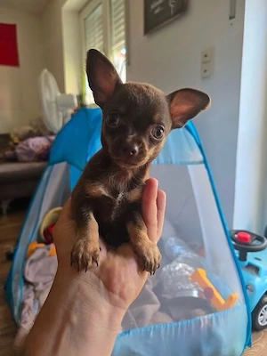 Reinrassige Chihuahua Welpen