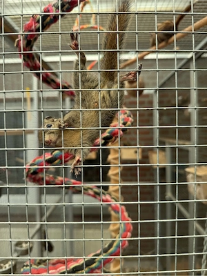 chinesische Baumstreifenhörnchen (Baumis)