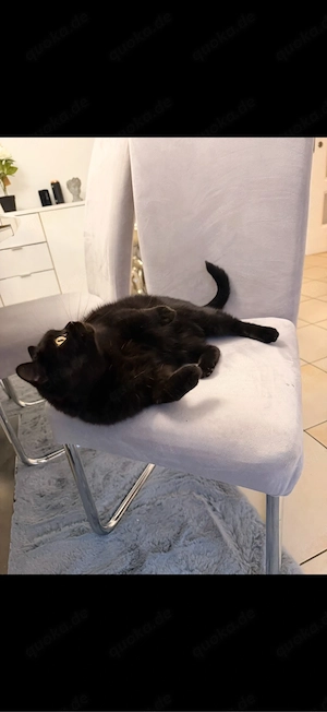 BKH Katze 