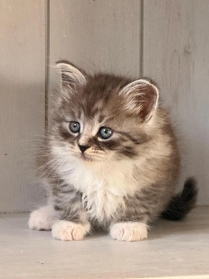 Sibirische Kitten mit Stammbaum 