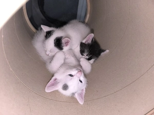 Katzen Babys 