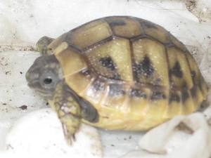 Griechische Landschildkröte - THB - NZ von 2025