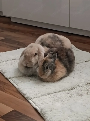Kaninchen in liebevolle Hände abzugeben!