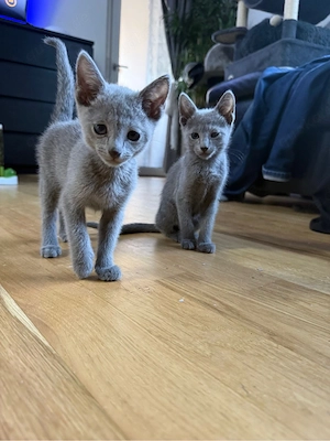 Einzigartig Wunderschöne Russisch blau Kitten Geschwister