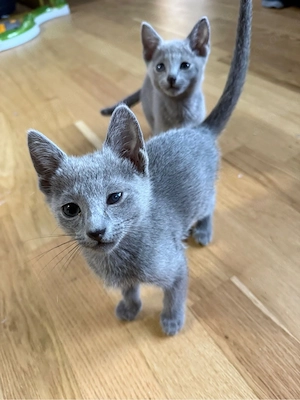 Einzigartig Wunderschöne Russisch blau Kitten Geschwister