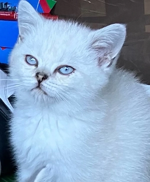 BKH Katerchen mit excellenter Abstammung und himmelblauen Auge 