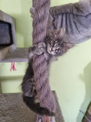 XXL Maine Coon Kitten Reinrassig