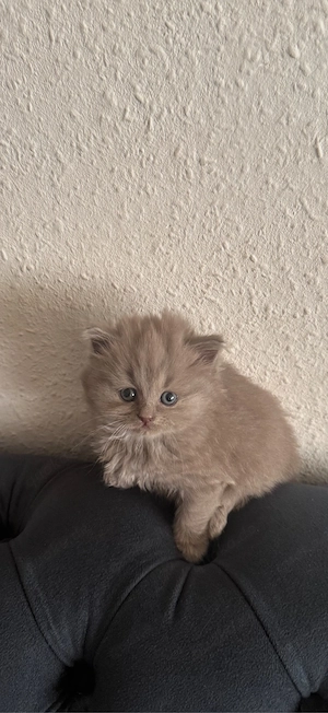 Wunderschöne Norwegische Waldkatzen Kitten abzugeben Bild 5