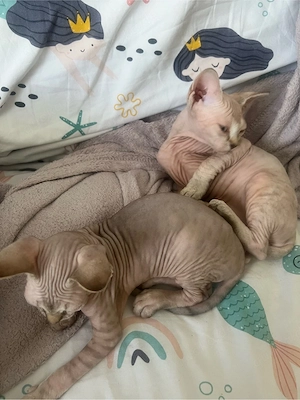 Sphynx Kätzchen Bild 2