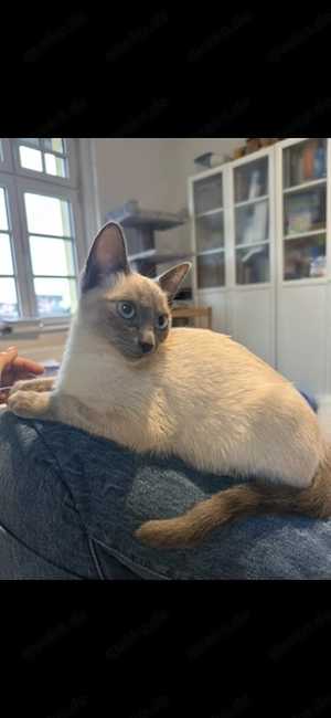 Siam Katze liebevoll 1 Jahr alt