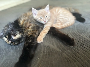 Maine Coon, BKH mix kitten