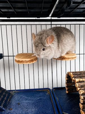 Chinchilla Angora   RPA Weibchen 
