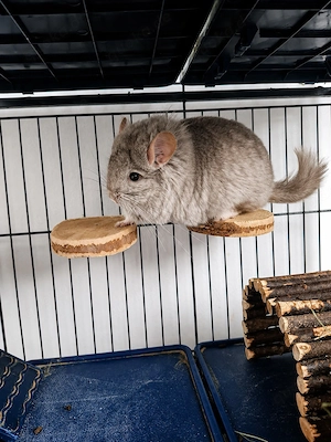 Chinchilla Angora   RPA Weibchen  Bild 2