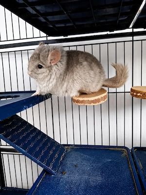 Chinchilla Angora   RPA Weibchen  Bild 3