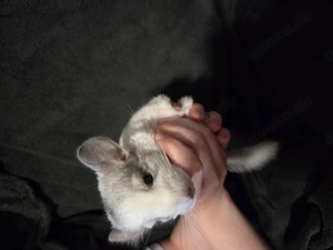 2 Chinchilla suchen liebevolles Zuhause