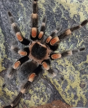 Vogelspinne 0.1 mit komplett eingerichtetem Terrarium 