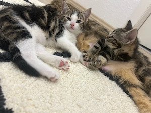 baby katzen 