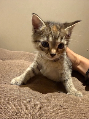 BKH Tabby Katze Baby Kitten Weiblich abholbereit