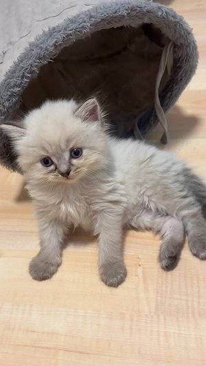 Blh Kitten 