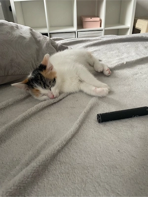 Buntes Kitten