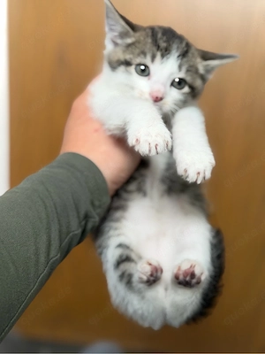 ekh kitten abgabebereit