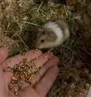 Hamster Mädchen *april 26