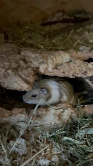 Hamster Mädchen *april 26 Bild 2