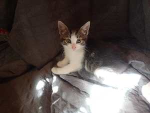 vier süße kitten suchen ein neues Zuhause 