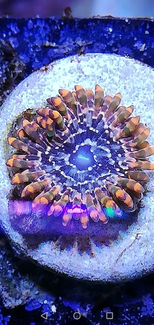 Meerwasser Zoanthus 3er Paket Bild 2
